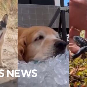 The best animal videos posted this week, featuring bald eagle’s flight, dog rescues