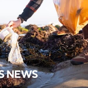 Plastic bag regulations have led to significant decrease in shoreline litter, study finds