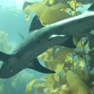 Scientists are trying to change people's minds about sharks