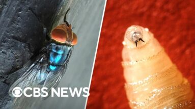 First human screwworm case detected in U.S. as Texas ranchers express concerns about livestock