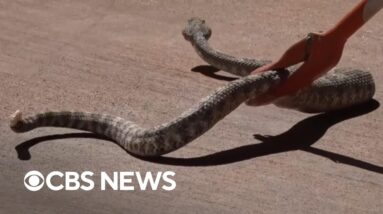 California residents learn to catch, save rattlesnakes