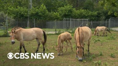 How Smithsonian scientists are working to preserve endangered species