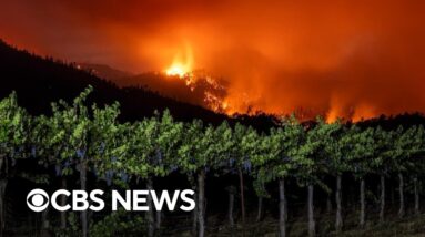 How the Pickett Fire could affect this year's wine harvest