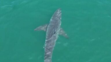 Large great white shark spotted near Maine beaches