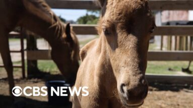 Mystery baby horse finds new mom after none claimed her as their own