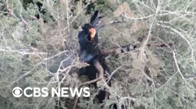 Fire burning in one of the tallest trees in the world, Oregon crews trying to extinguish it