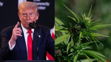 Trump considering marijuana reclassification