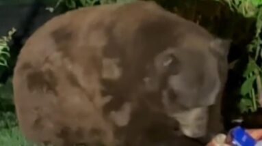 Video: Bear breaks into California home