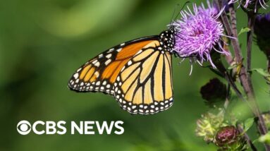 What's behind rapidly declining butterfly populations in Midwest