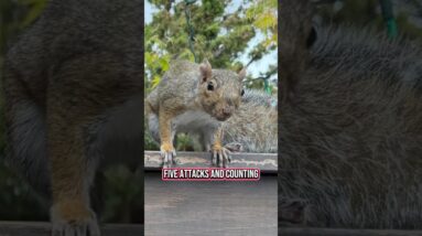 "Attack squirrel" tormenting California neighborhood blamed for sending residents to the ER #shorts