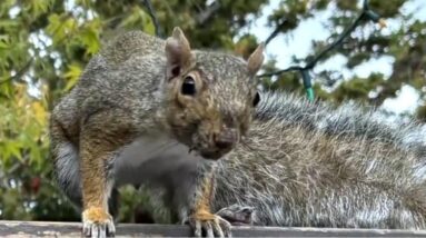 Angry squirrel attacks people in California