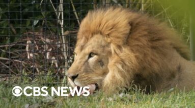 Animal stories from around the world this week