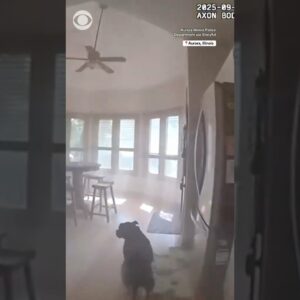 Dog leads police officer to his leash during rescue in Illinois #shorts