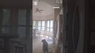 Dog leads police officer to his leash during rescue in Illinois #shorts