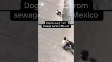 Dog rescued from sewage canal in Mexico #shorts