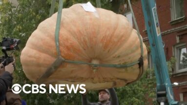 Giant pumpkin breaks record in Russia
