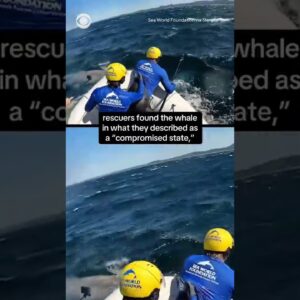 Humpback whale covered in sea lice rescued #shorts