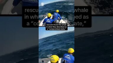 Humpback whale covered in sea lice rescued #shorts
