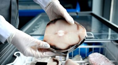 Some shark meat sold in U.S. came from critically endangered species, study finds