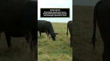 Potentially deadly tick-borne illness that leaves cattle anemic, lethargic reported in Iowa #shorts