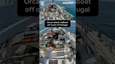 Orcas attack sailboat off coast of Portugal #shorts