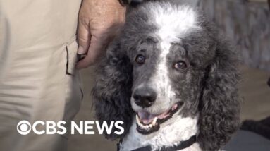 Therapy dog that helped L.A. wildfire first responders up for national award