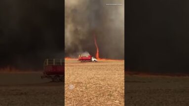 Video shows “firenado” whirling across burning field in Brazil #shorts