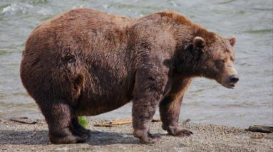 What is Fat Bear Week and why is it important?