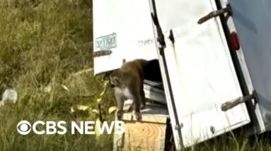 3 monkeys still missing after escaping overturned truck in Mississippi