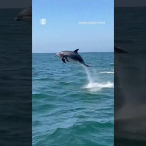 Dolphin hits boat railing, stunning passengers in California #shorts