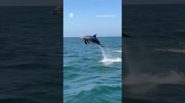 Dolphin hits boat railing, stunning passengers in California #shorts