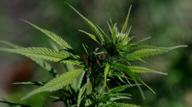 Regular cannabis users can develop severe symptoms like vomiting, cramps