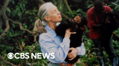 Jane Goodall dies at 91