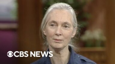 From the archives: Jane Goodall on what humans can learn from chimpanzees