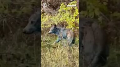 Blue dogs were spotted in the Chernobyl exclusion zone in Ukraine #shorts