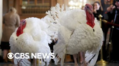 Watch Live: Trump pardons turkeys Gobble and Waddle at annual Thanksgiving tradition