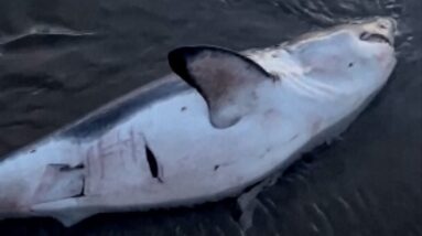 Watch: Woman rescues shark struggling on Oregon shore