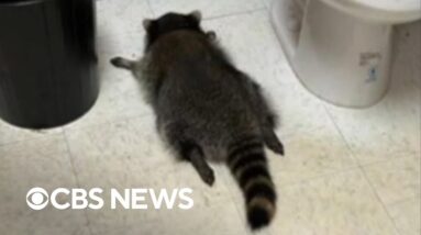 Shelter that found a drunk raccoon at a liquor store raises more than $150,000 with merchandise