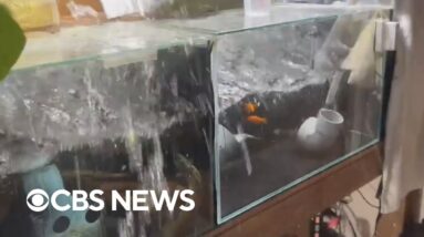 Watch: Security camera footage shows powerful earthquake shaking Japan