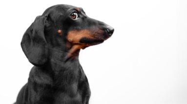 Dogs can learn new words by eavesdropping on people, study finds