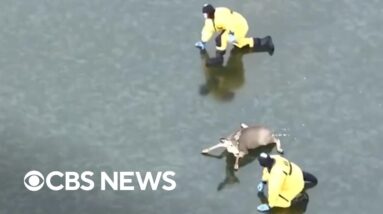 People help deer stuck on ice and more videos of good Samaritans helping others