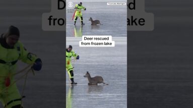 Deer rescued after struggling on frozen lake in Washington #shorts