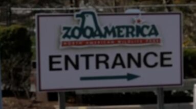 Parents charged after wolf injures toddler at Pennsylvania zoo